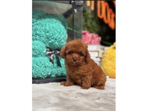 İnanılmaz güzellikte toy poodle bebekler