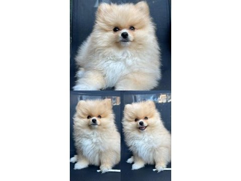 Aile aranıyor: sevimli pomeranian yavrusu cookie