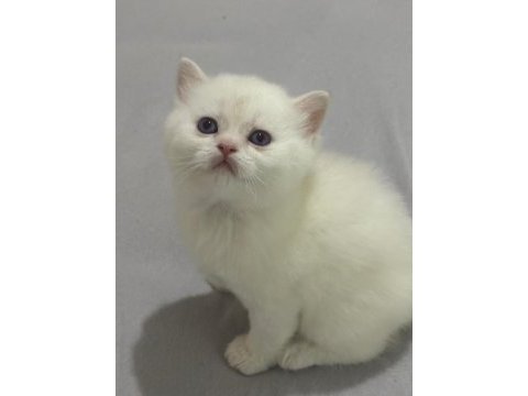 57 günlük british shorthair bebekler teslime hazır