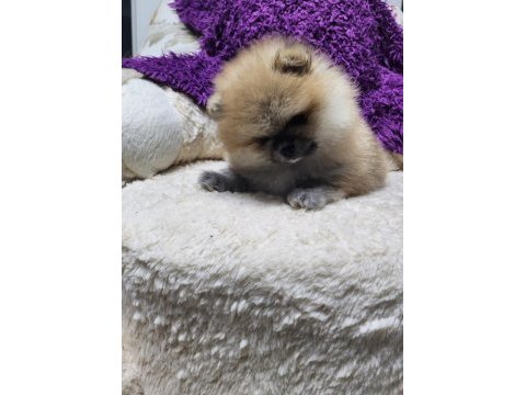 Orjinal ırkının en iyisi muhteşem kürk yapısı pomeranian