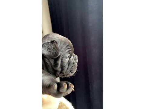 A kalite has french bulldog