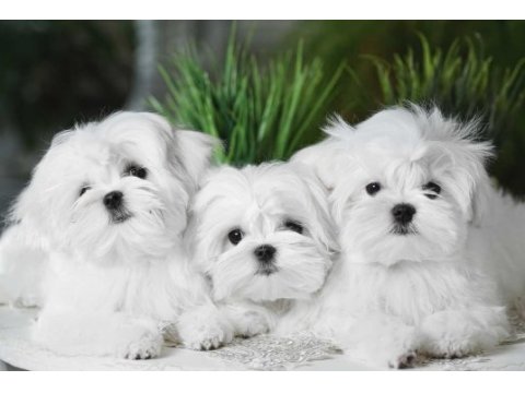 Evlerin neşesi yeni kore maltese ler