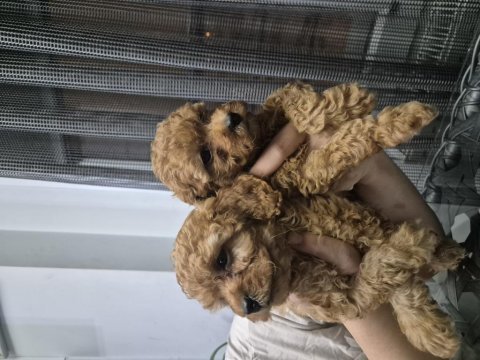 Toy poodle 1 numara