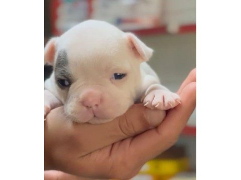 French bulldog merle bebekler