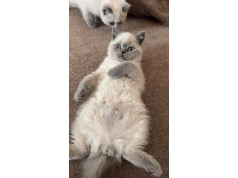 Safkan british blue point