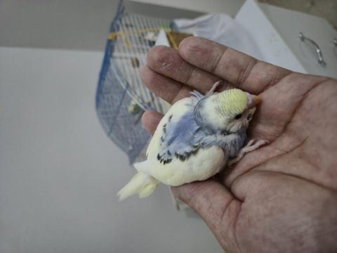 Renk güzeli dişi yavru uysal muhabbet kuşu