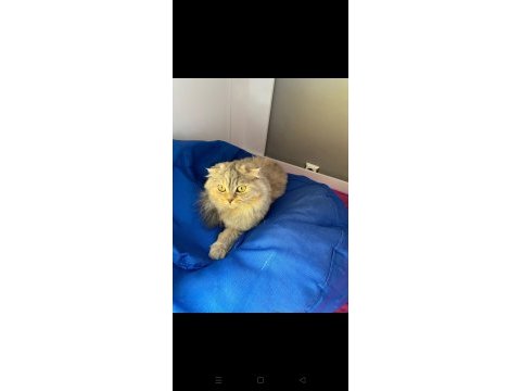 Scottish fold kedimiz