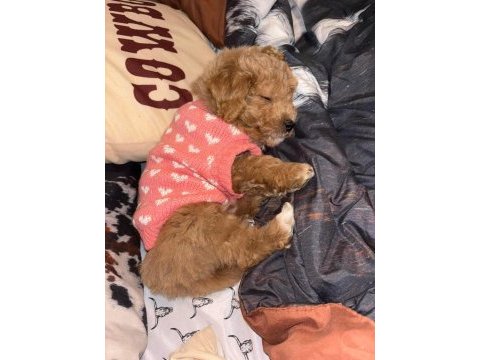Anne altından kore boy amerikan maltipoo bebekler