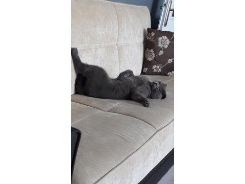 Scottish fold erkek