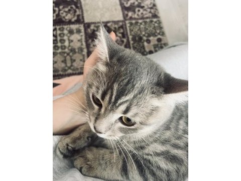 10 aylık ezel bebek kedimiz