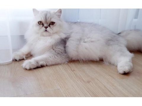 Safkan chinchilla silver