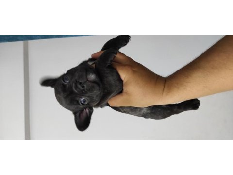 Kan hattı muhteşem french bulldog yavrumuz