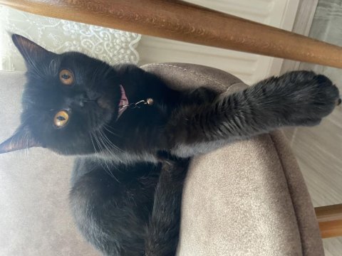 Siyah british shorthair