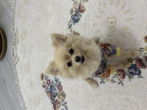 2 yaşında pomeranian dişi hiç doğum yapmadı