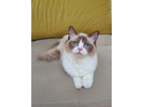 Full şecereli seal ve blue bıcolor ragdoll yavruları