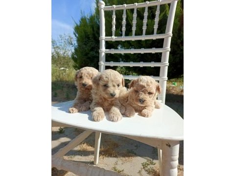 Rezerveye açık maltipoo bebeklerim