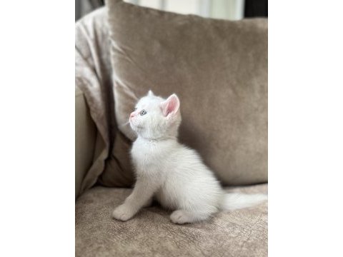Beyaz erkek british shorthair