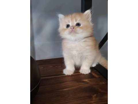 Show kalite ny12 british longhair
