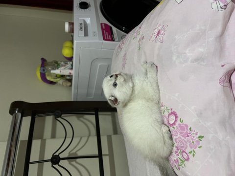 Safkan maviş scottish fold kızım