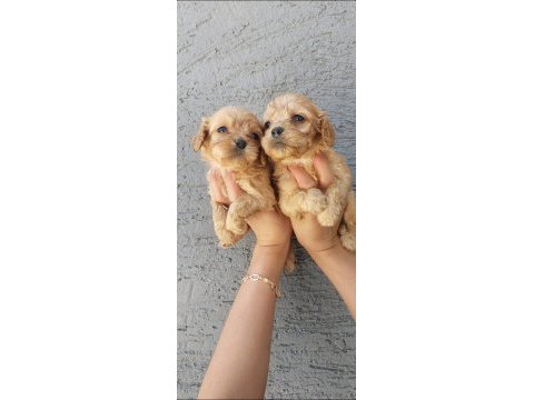 Maltipoo yavruları