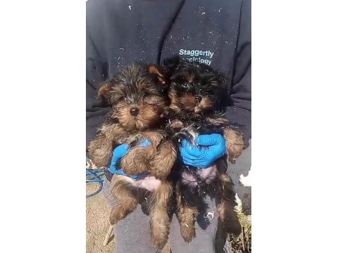(sdk) çiftlikten ırk garantili yorkshire terrier yavrular