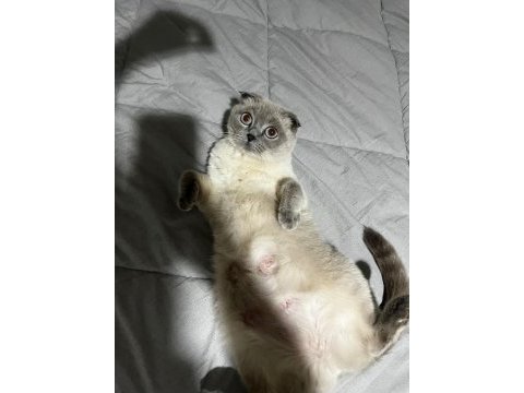 Point blue scottish fold bebekler