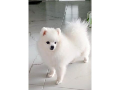 Pomeranian boo erkek karnesi var