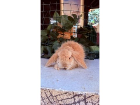 Safkan hollanda teddy lop tavşanları