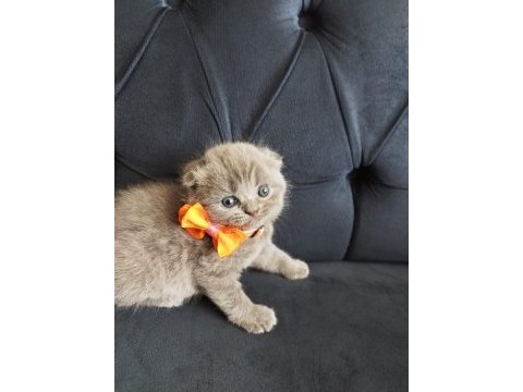 Uygun fiyatlı secereli scottish fold