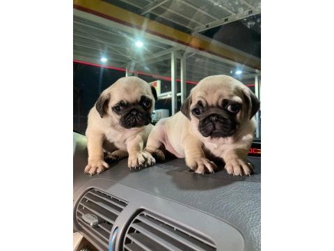 Muhteşem pug mops bebek köpekler
