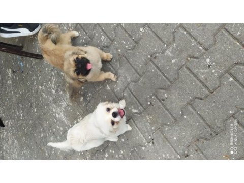 2 yavru imperial pekinez aşıları ve kimliği mevcut
