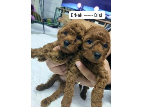 1 erkek ve 1 dişi teacup - kore poodle