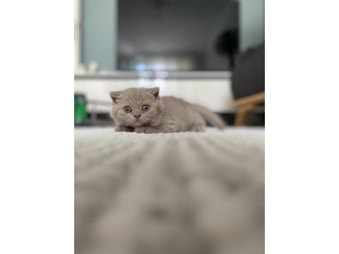 15 haziran doğumlu 3.5 aylık yavru british shorthair bebek
