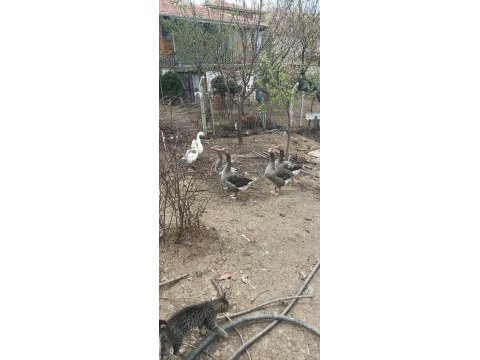 Doğal kaz damızlık