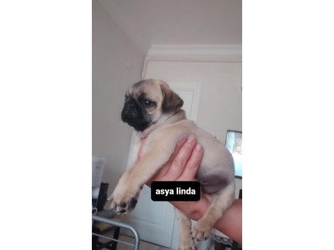 Pug mops bebekler
