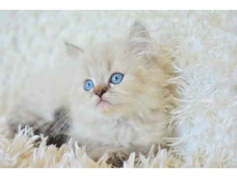 Mas mavi gözlü muhteşem british longhair ny1133
