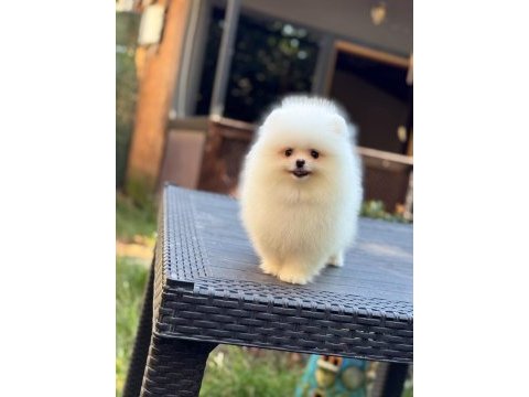 Sağlık ve ırk garantili pomeranian