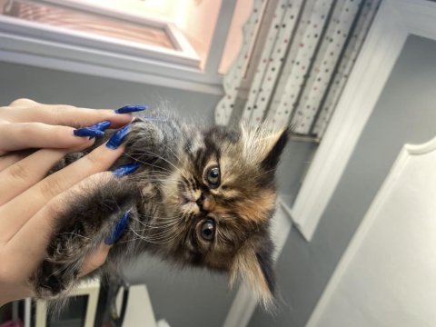 5 minik british longhair kedilerim
