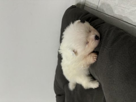Yeni doğmuş pomeranian spitz sahiplendirme