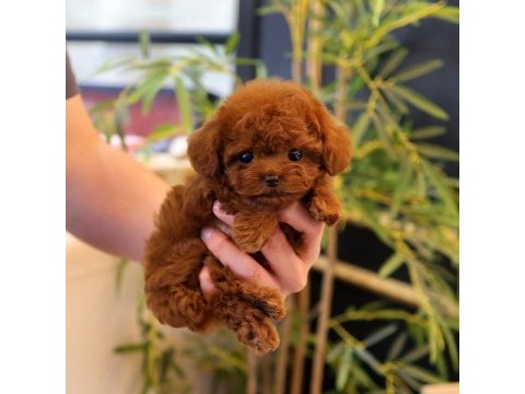 Show kalıte toy poodle yavrularım
