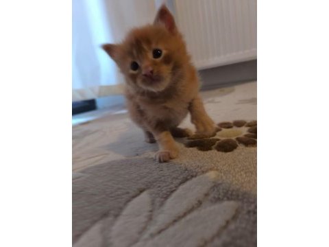 Xxl boy safkan maine coon yavrular