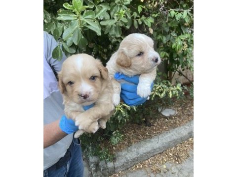 Maltipoo lokumcuklar