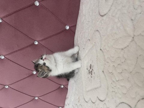 Ev doğdu çok kaliteli yavru kedimiz
