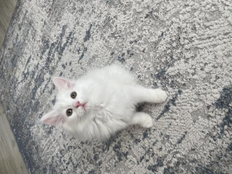 British longhair 5 haftalık