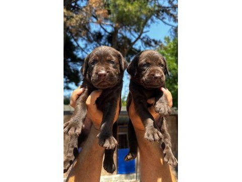 Labrador retriever