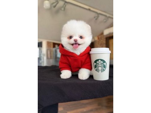 Pomeranian yavru gelmiştir