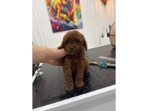 Kore kan ırk ve sağlık garantili erkek yavru poodle