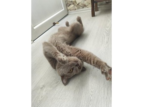 2 yaşında oyuncu