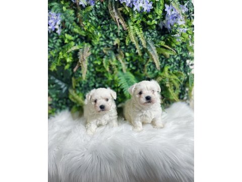 0 numara maltese terrier dişi ve erkek yavrularımız