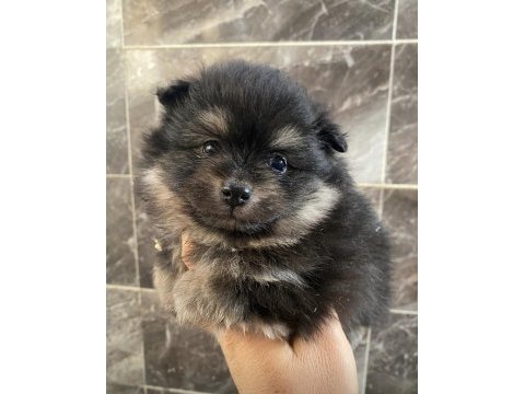 Pomeryan boo 